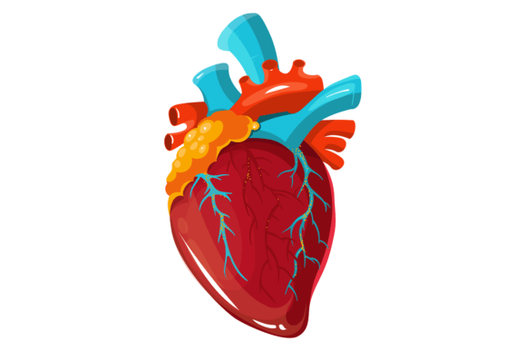 Anatomical Heart Graphics and Illustrations Review